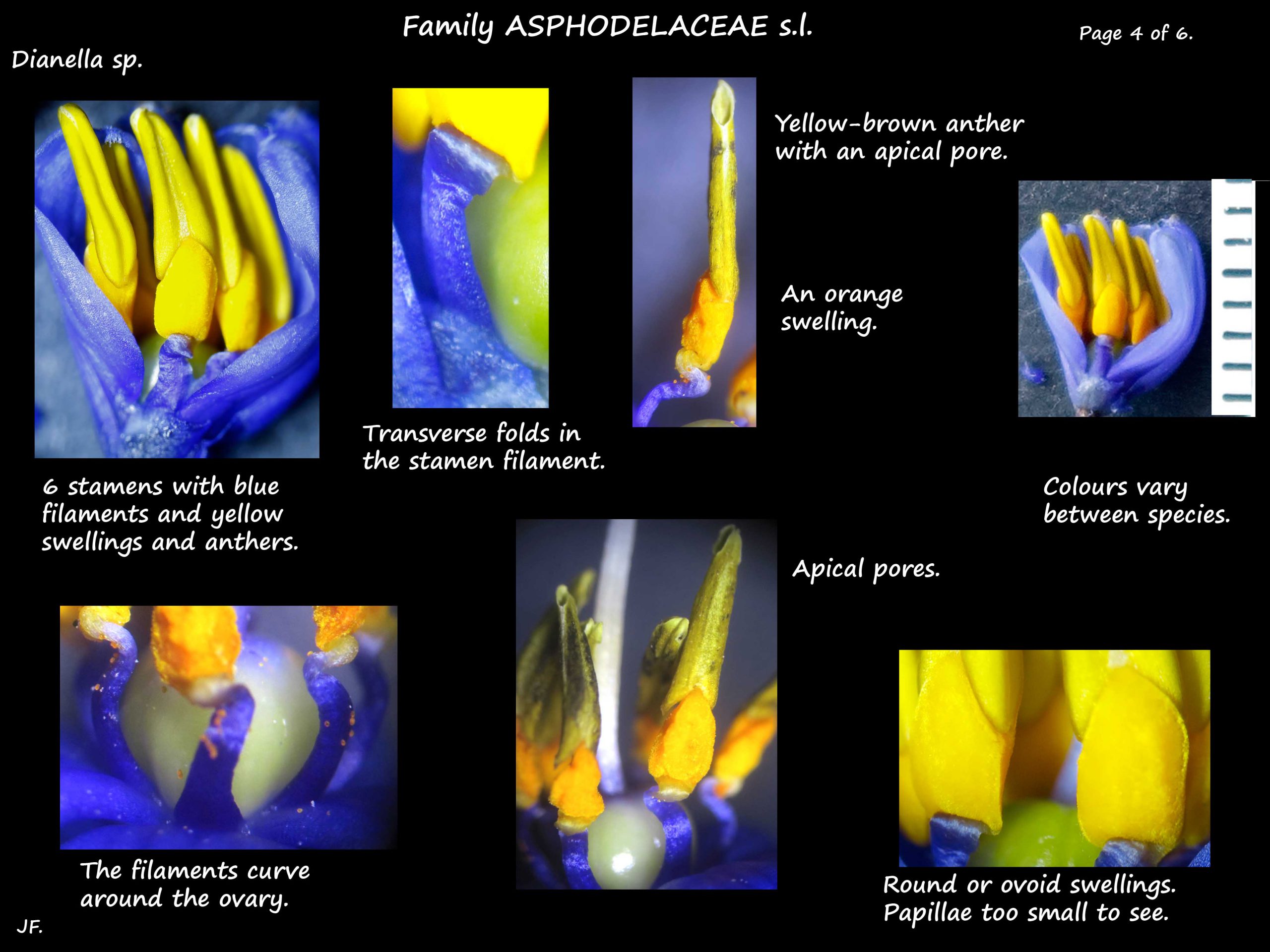 4 Dianella stamens